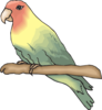 Peachfaced Lovebird Clip Art